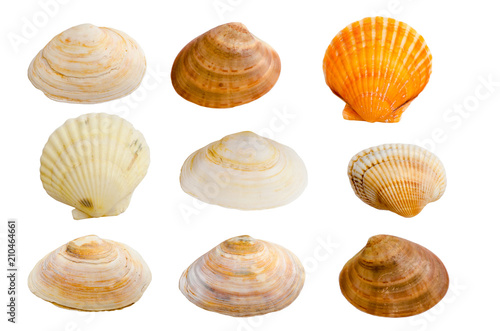 Sea shells collection