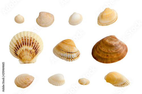 Sea shells collection © Liz