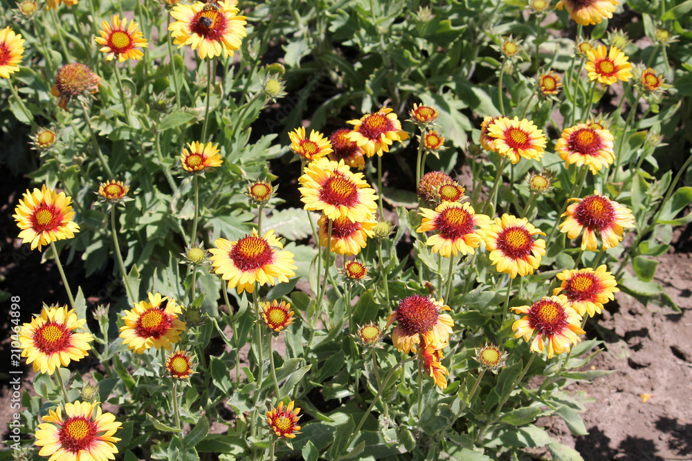 General view of group of yellow flowering plants of Gaillardia or blanketflower in garden