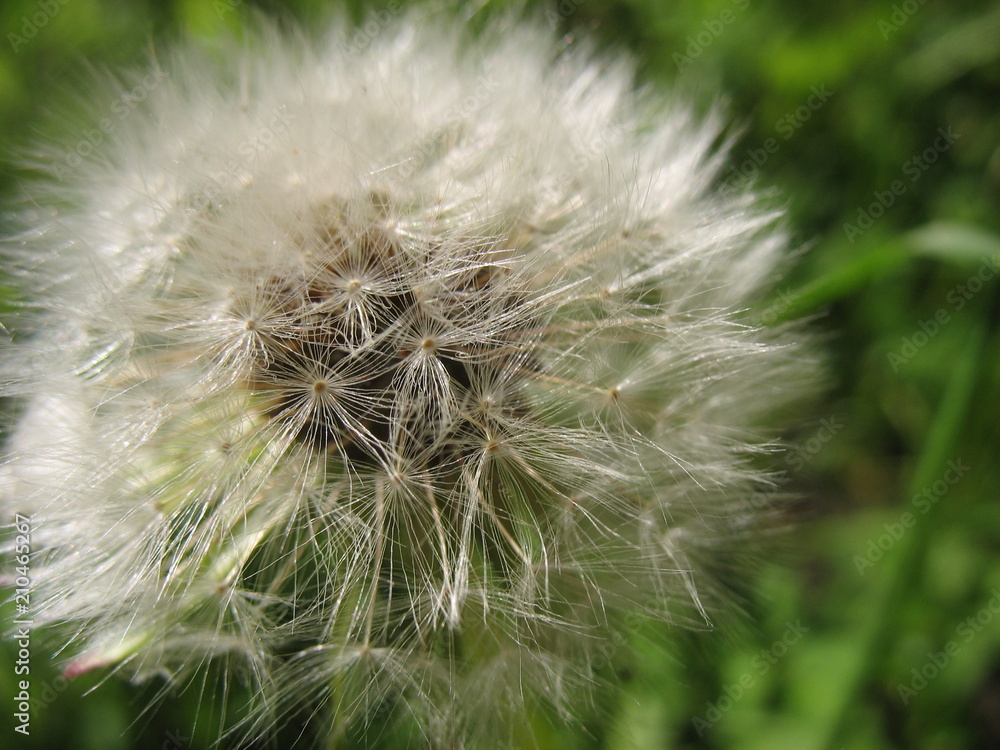 Fototapeta premium Сезон одуванчиков