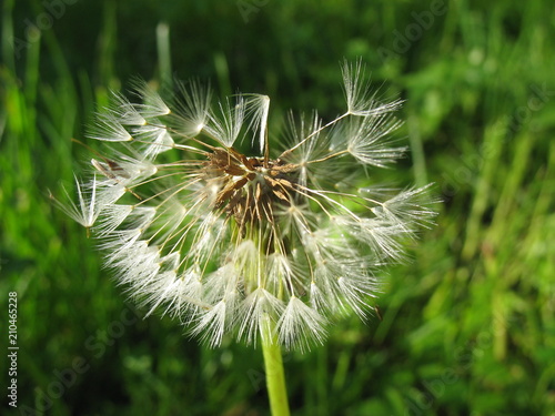 Сезон одуванчиков