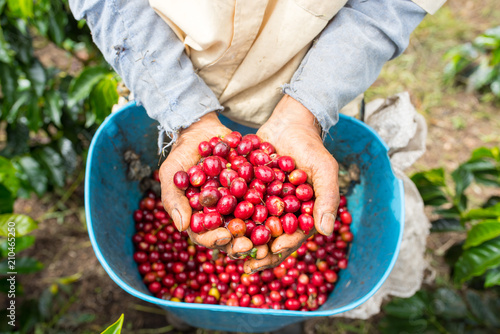 Farmer showing red and picked coffee beans in his hands