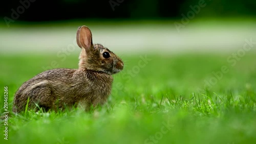 Eastern cottontail rabbit (Sylvilagus floridanus) in the open grassy field in British Columbia, Canada