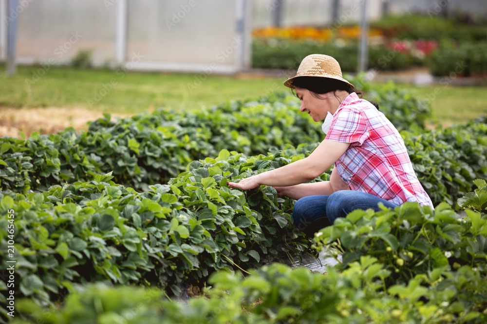 A middle age woman works in his strawberry field