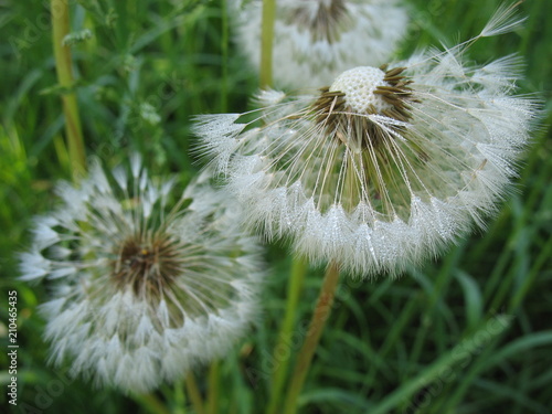 Сезон одуванчиков