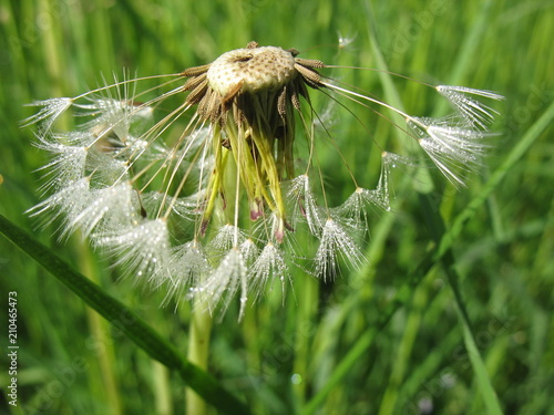 Сезон одуванчиков