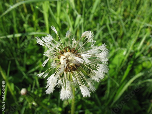 Сезон одуванчиков