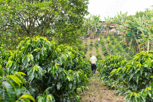 Coffee farmer picking coffee on a coffee field