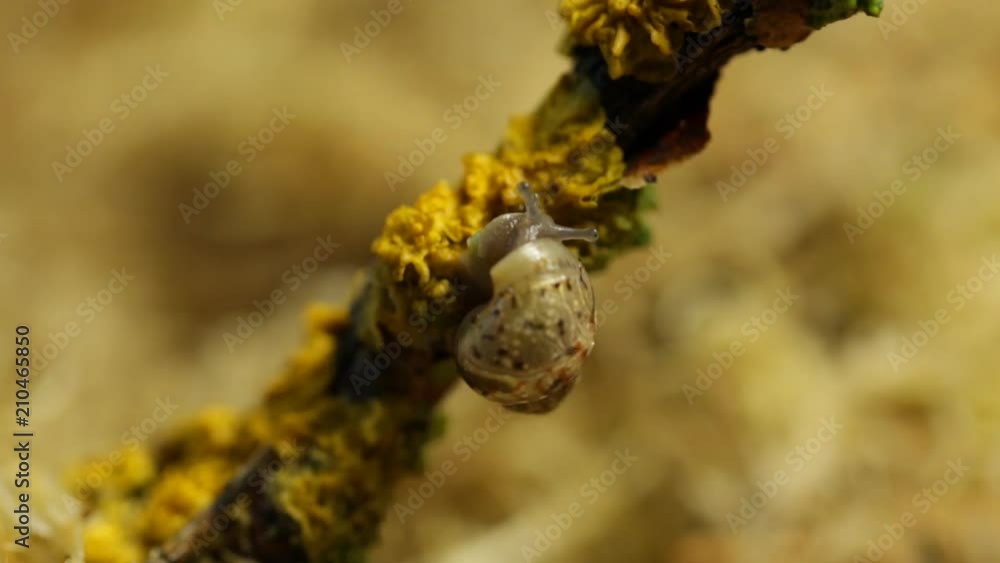 A snail kid treats a lichen on a branch A snail kid treats a lichen on a branch