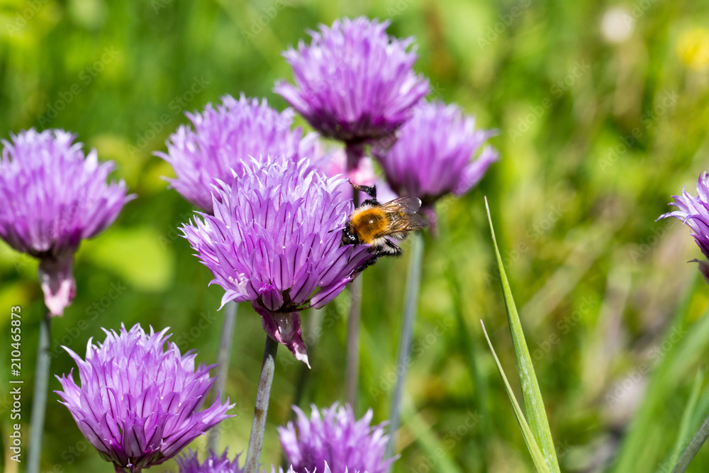 Bumblebee gathers nectar on flowering chives Bumblebee gathers nectar on flowering chives