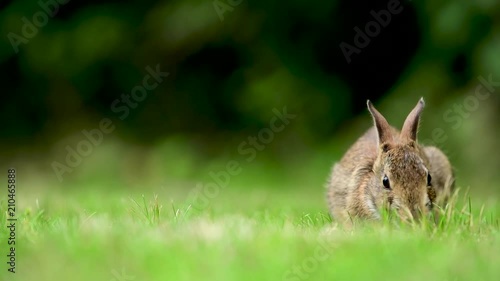Eastern cottontail rabbit (Sylvilagus floridanus) in the open grassy field in British Columbia, Canada