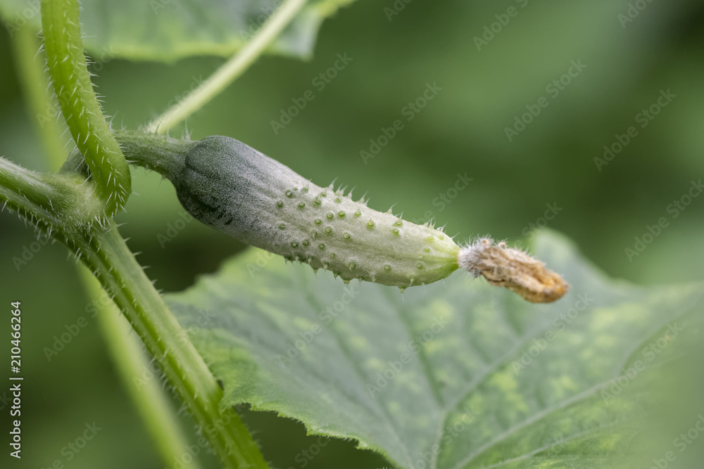 Naklejka premium Jeunes concombre