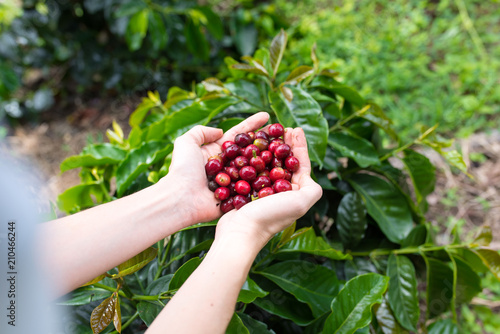 Woman holding fresh red coffee beans in her hands with coffee plants in the background © Benedict