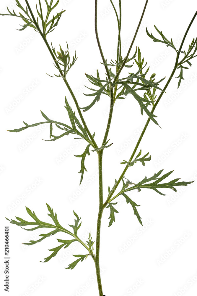 Leaf of peony flower, lat. Paeonia, isolated on white background - obrazy, fototapety, plakaty 