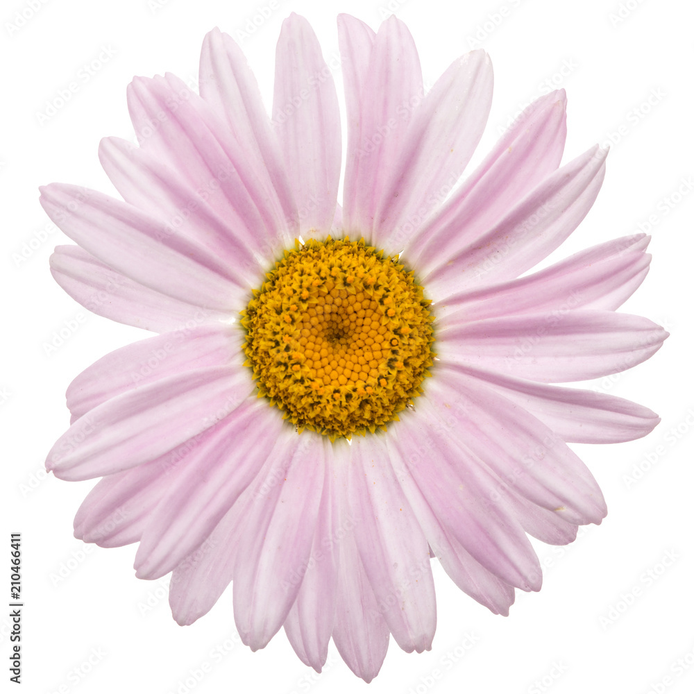 Flowers of pyrethrum, isolated on white background Flowers of pyrethrum, isolated on white background