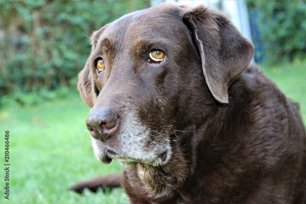 Labrador mit grauem Schnäuzchen