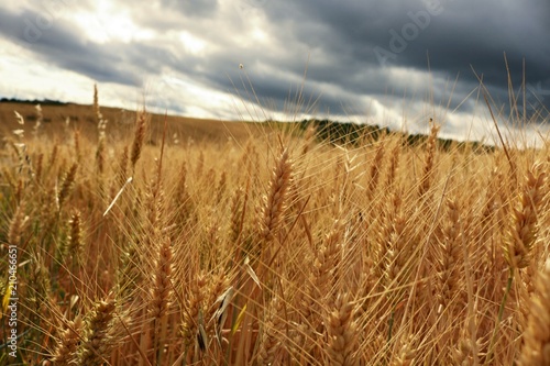 Field on the sun