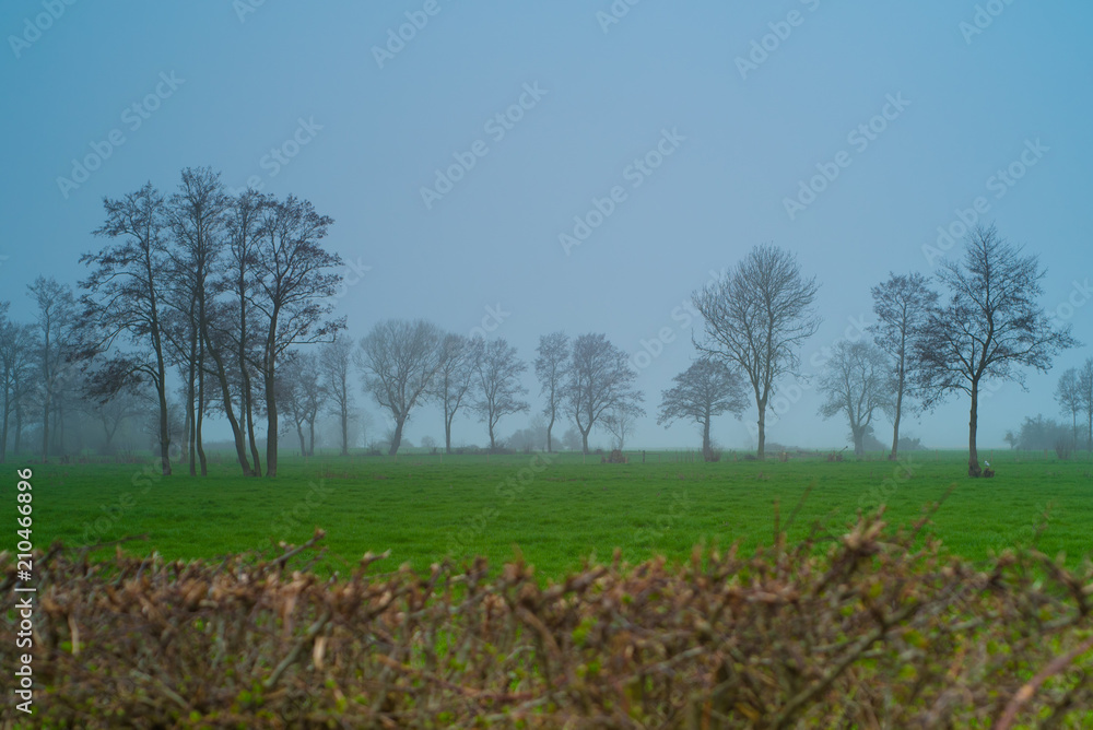 Obraz premium Trees on clear day