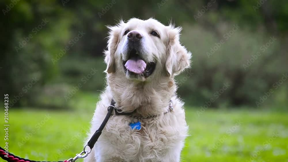 Cute retriever portrait Cute retriever portrait