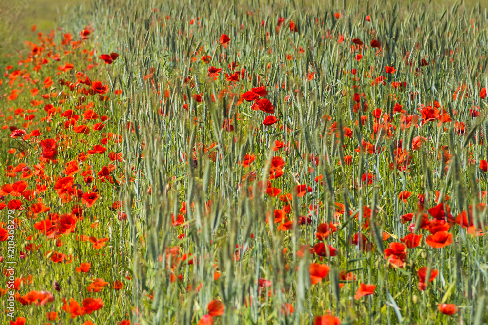 Wildflowers of the Pskov region. Poppies and wheat on the Russian fields.