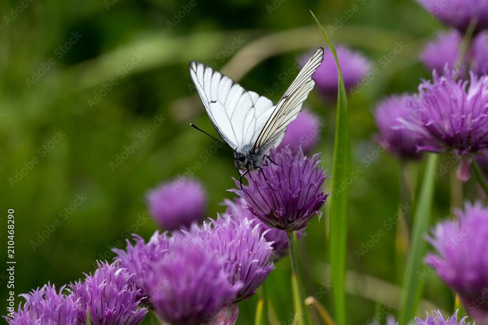 Naklejka premium White butterfly on blossoming onions