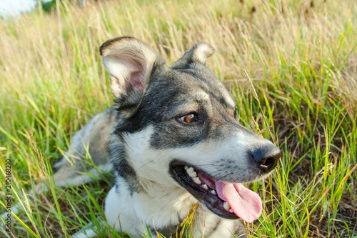 happy smiling gray dog in the nature