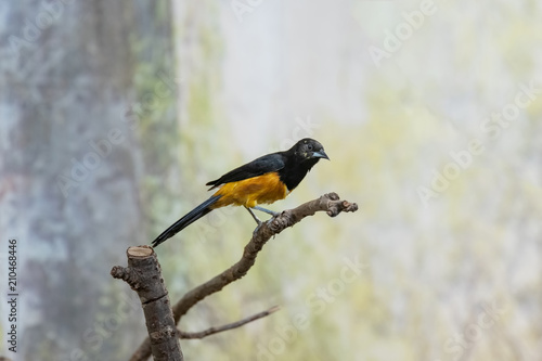 Φωτογραφία Montserrat oriole (Icterus oberi) on a tree branch