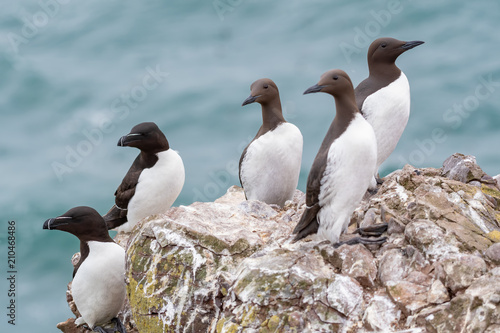 A group of nesting guillemots (Uria aalge) on the cliffs of the Isle of May