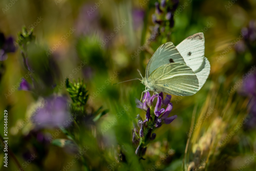 Butterfly on a lavender flower Butterfly on a lavender flower