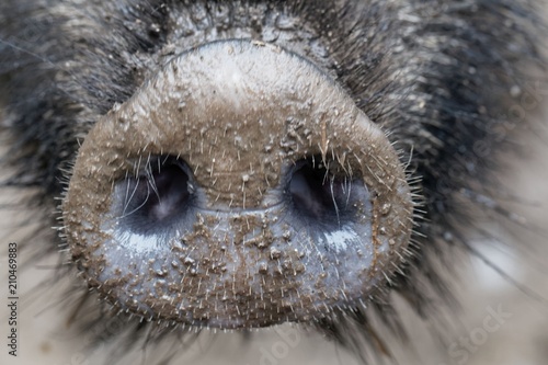 Billede på lærred Nose of a wild boar