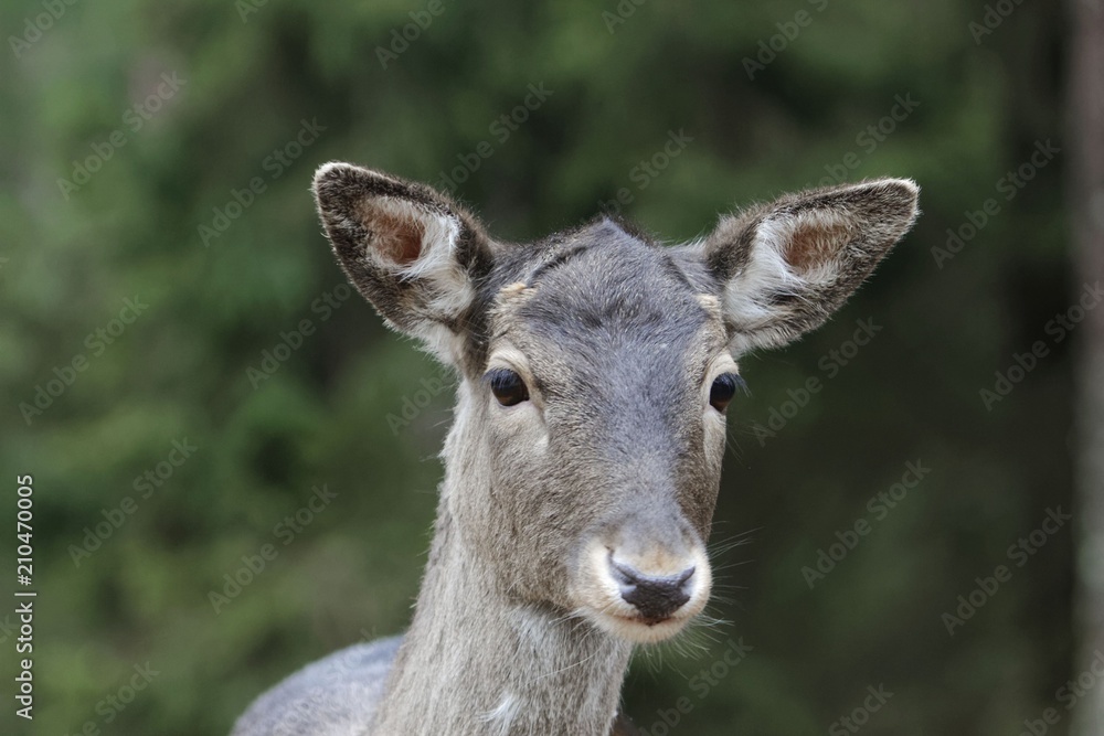 Head of a female fallow deer