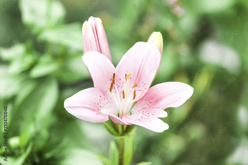 pink flower pink flower