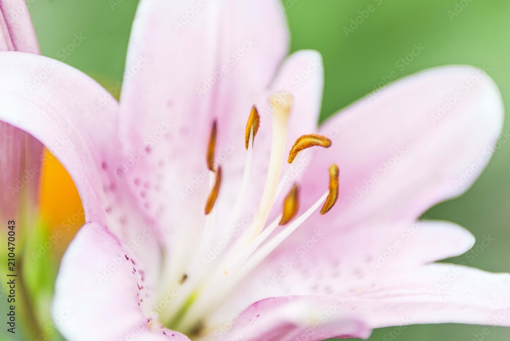Fototapeta premium pink flower 