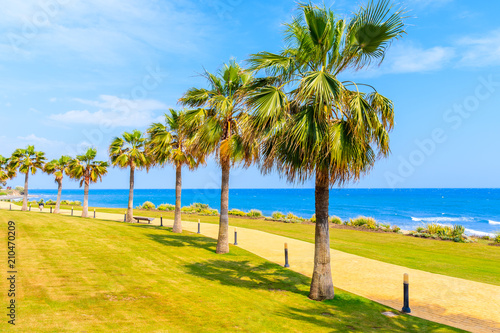 Walking alley with palm trees along beach near Estepona town on Costa del Sol  Spain