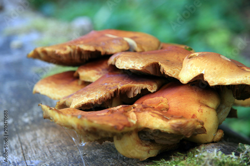 Pleurotus ostreatus / Mushroom colony on an old tree photo