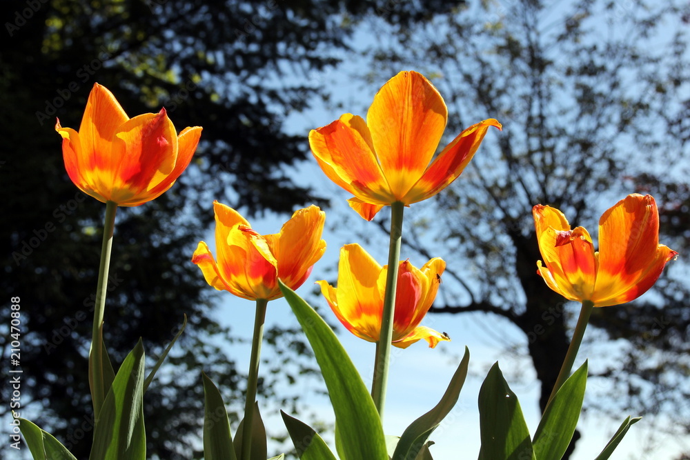 Luminous yellow and orange tulips illuminated by sunlight Luminous yellow and orange tulips illuminated by sunlight