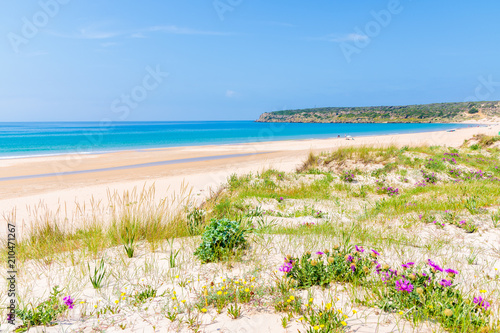 Grass sand dune with flowers on Bolonia beach, Andalusia, Spain