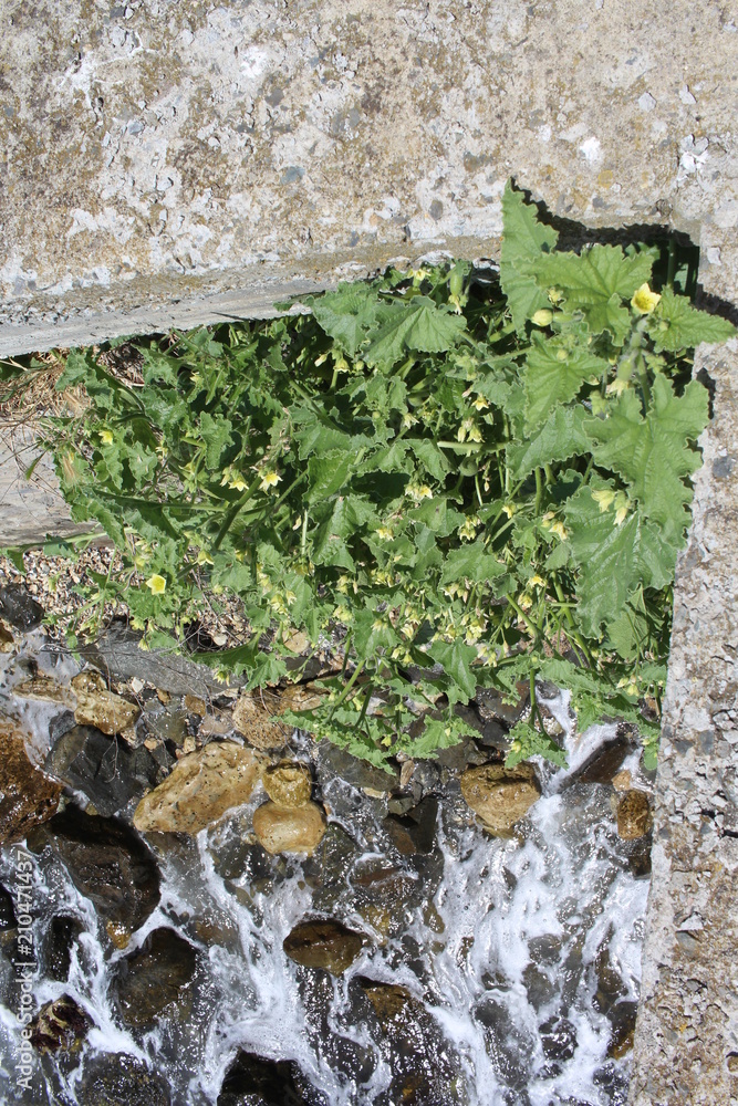 A flowering Ecballium on a precipice over the sea waves. A flowering Ecballium on a precipice over the sea waves.