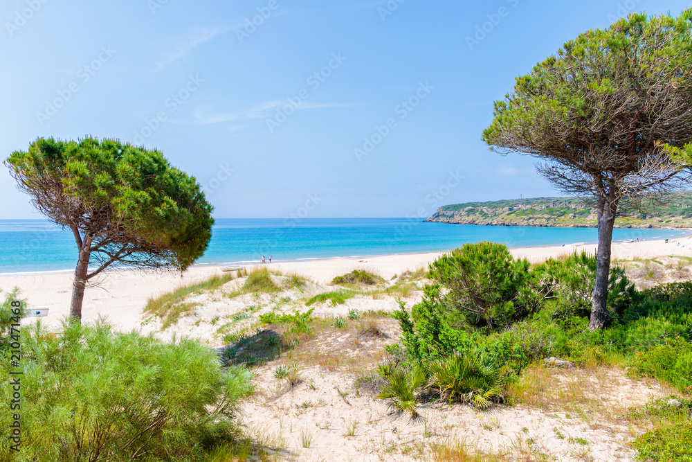 Green pine trees on Bolonia beach, Andalusia, Spain