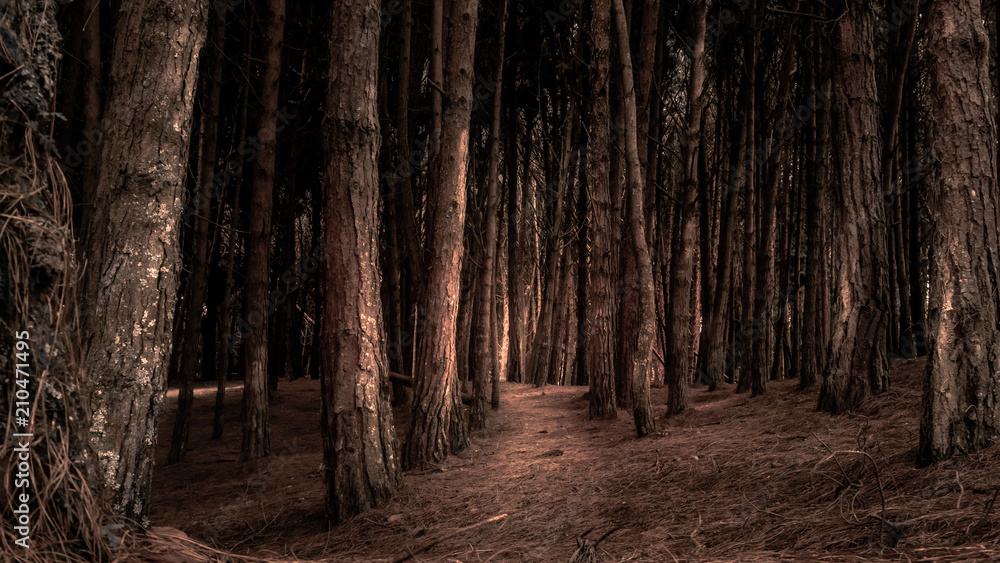 Naklejka premium Neusa Forest