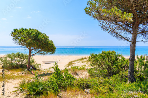Green pine trees on sand dune and blue sea view on white sand Bolonia beach, Andalusia, Spain