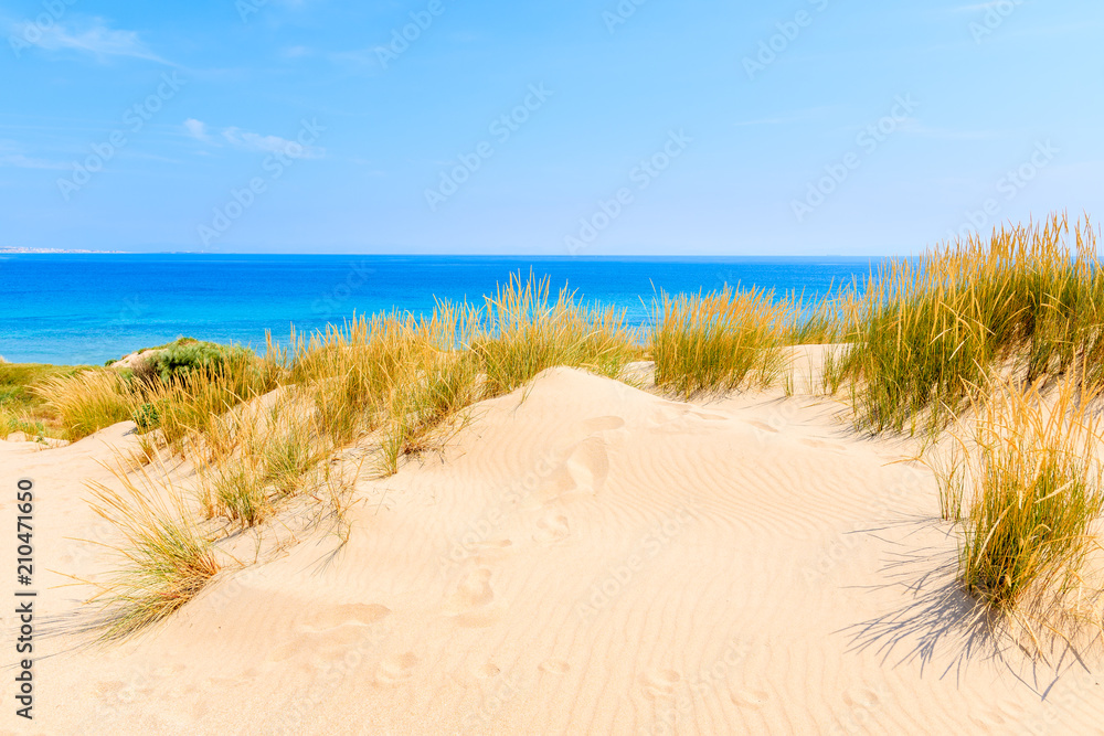 Grass sand dunes on Paloma beach, Andalusia, Spain Grass sand dunes on Paloma beach, Andalusia, Spain