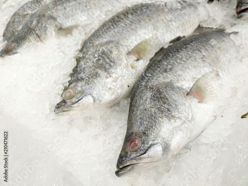 Fresh fishes Giant Perch in the supermarket.Freeze Barramundi, white snapper or sea basses in the ice.Frozen foods
