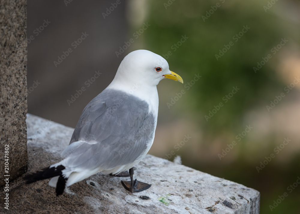 River Tyne Kittiwakes Newcastle River Tyne Kittiwakes Newcastle