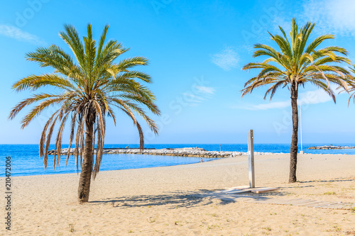 Tropical palm trees on beautiful sandy beach near Marbella town  Andalusia  Spain