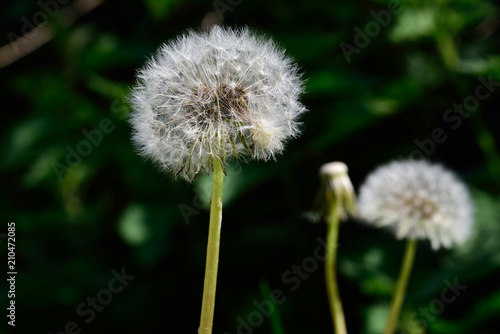 Pusteblume