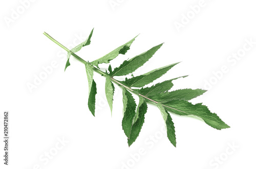 Green leaf isolated on white background. Plant stalk.