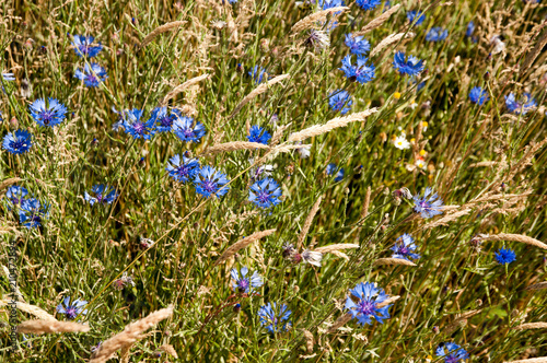 Blue corn flowers