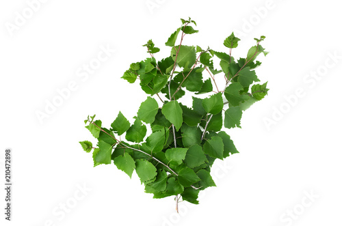 Birch branch with green leaves isolated on white background.