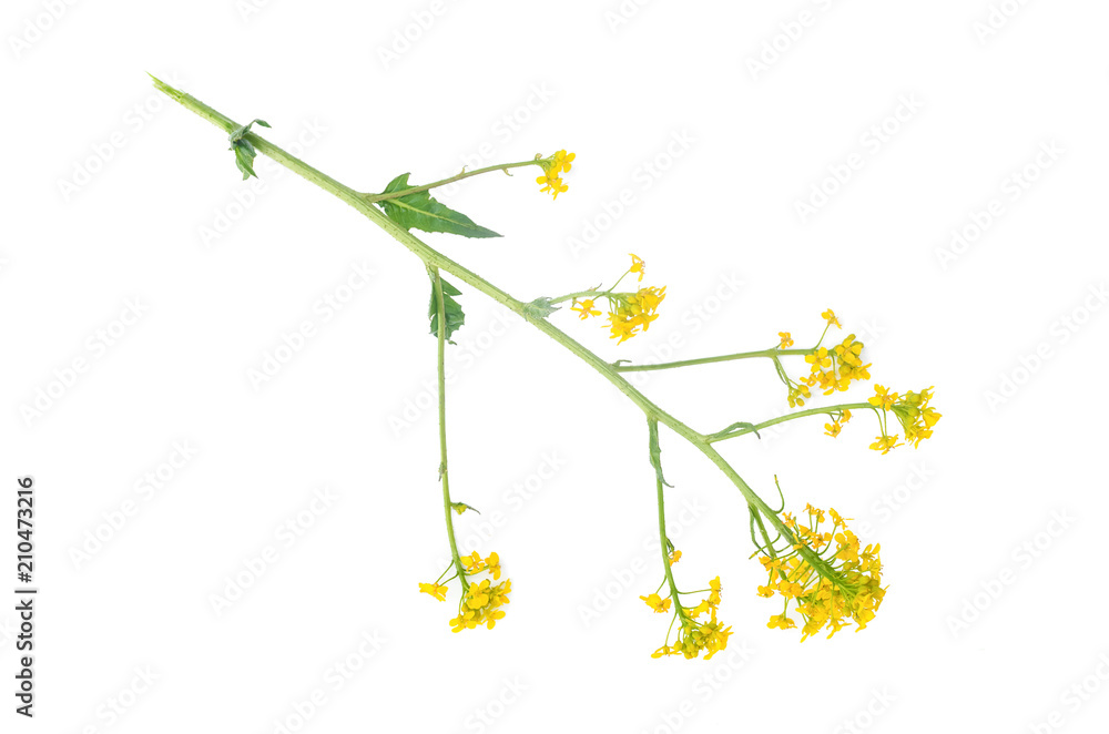 Meadow yellow flower stem isolated on white background. Meadow yellow flower stem isolated on white background.